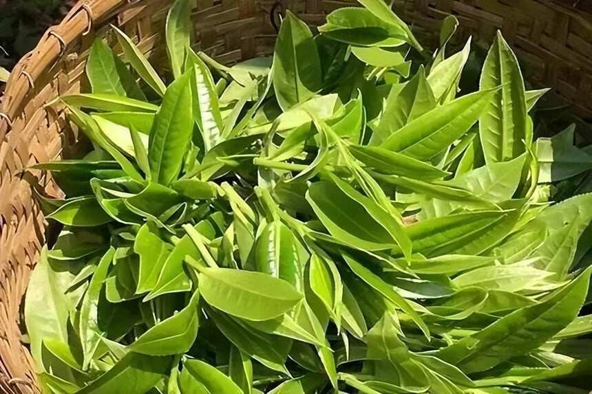 冰岛古树茶到底有什么特点？
