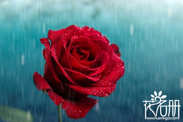 21朵红玫瑰的花语是什么,你是我唯一的最爱 21朵红玫瑰的花语是什么,你是我唯一的最爱