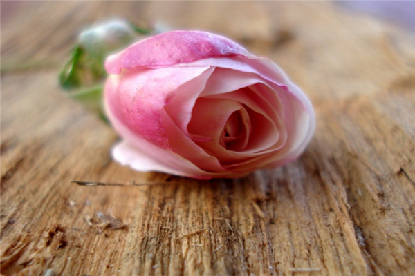 16朵粉玫瑰花语是什么,永不分离 16朵粉玫瑰花语是什么,永不分离