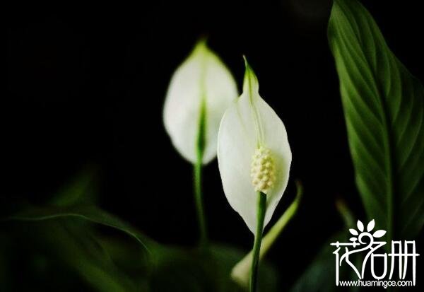 白掌(一帆风顺)的花语是什么 一切顺利 白掌(一帆风顺)的花语是什么 一切顺利