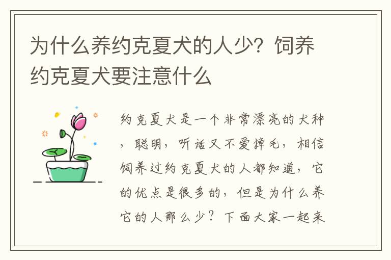 为什么养约克夏犬的人少？饲养约克夏犬要注意什么