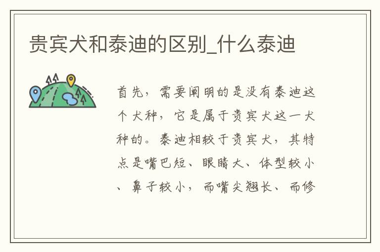 贵宾犬和泰迪的区别_什么泰迪