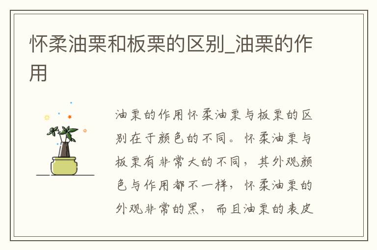 怀柔油栗和板栗的区别_油栗的作用