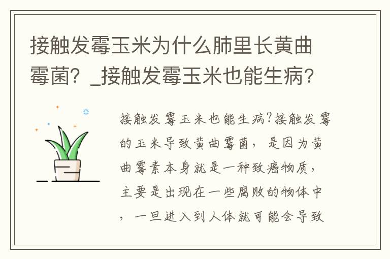 接触发霉玉米为什么肺里长黄曲霉菌