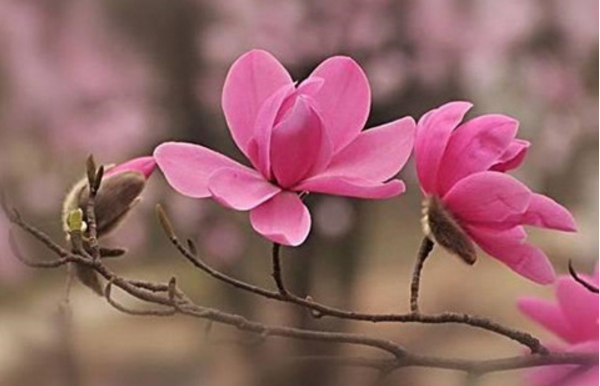 木兰花的花语是什么，灵魂高尚