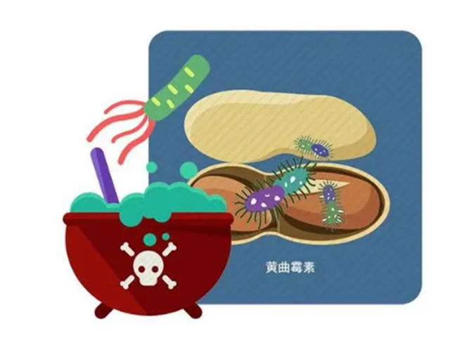接触发霉玉米为什么肺里长黄曲霉菌？_接触发霉玉米也能生病?