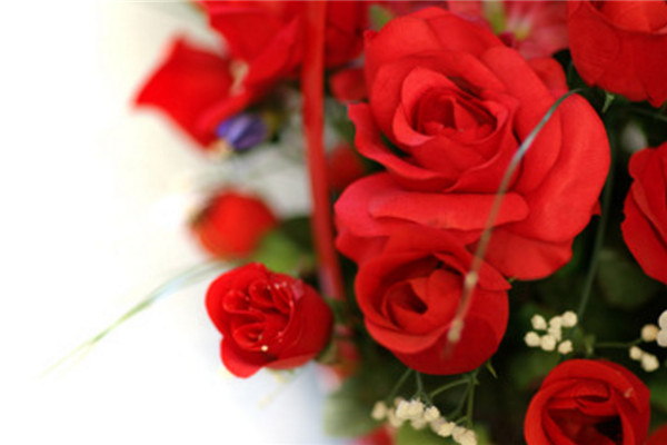 9朵玫瑰花语是什么,9朵玫瑰花语代表长久的爱 9朵玫瑰花语是什么,9朵玫瑰花语代表长久的爱