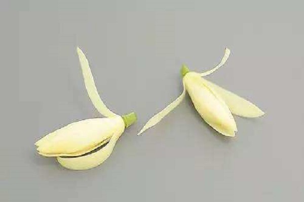 白兰花花语是什么,纯洁无暇的爱 白兰花花语是什么,纯洁无暇的爱