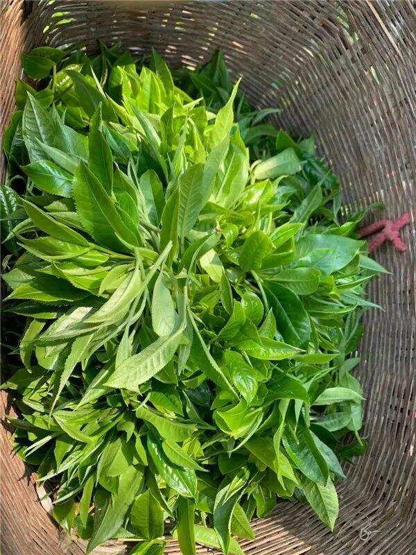 普洱生茶怎么做？（普洱生茶怎么泡）