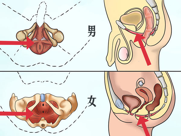 什么是PC肌在哪个位置(三步搞懂PC肌如何锻炼) 什么是PC肌在哪个位置(三步搞懂PC肌如何锻炼)