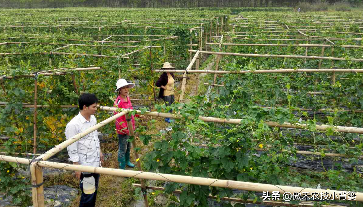 尼龙绳搭架苦瓜图解(读完本篇就明白) 尼龙绳搭架苦瓜图解(读完本篇就明白)