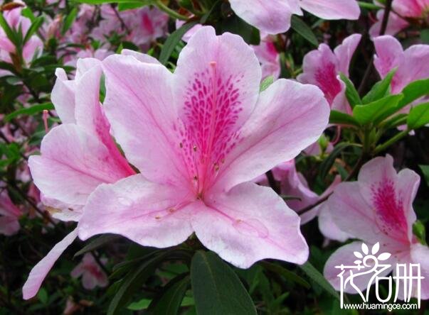 粉色杜鹃花语是什么,坚韧乐观的心态 粉色杜鹃花语是什么,坚韧乐观的心态