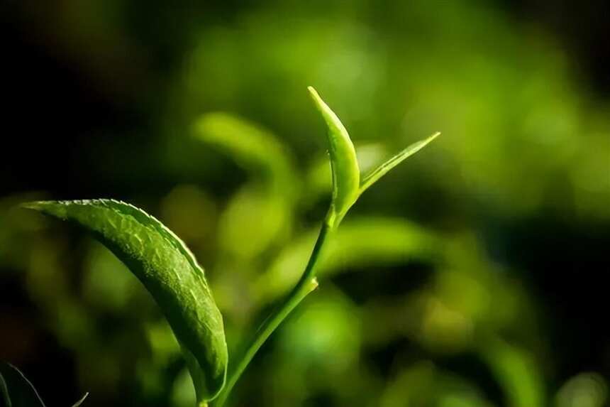 新生茶有什么样的特点？抓住四点判断新生茶好不好