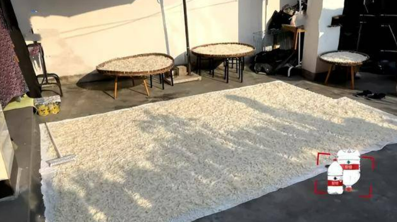 300斤萝卜被偷找到已成萝卜丝,网友:连夜偷与切对萝卜是真爱 300斤萝卜被偷找到已成萝卜丝,网友:连夜偷与切对萝卜是真爱