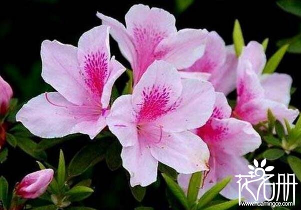 粉色杜鹃花语是什么,坚韧乐观的心态 粉色杜鹃花语是什么,坚韧乐观的心态