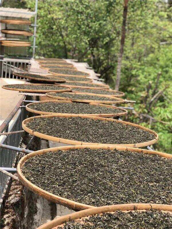 普洱生茶怎么做？（普洱生茶怎么泡）