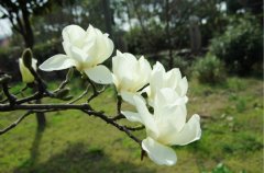 白玉兰花语是什么,代表高贵纯洁的爱 白玉兰花语是什么,代表高贵纯洁的爱