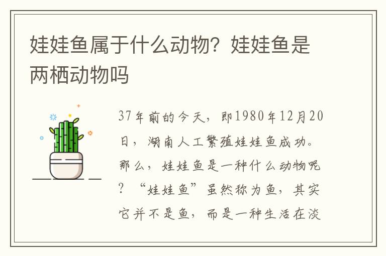 娃娃鱼属于什么动物？娃娃鱼是两栖动物吗