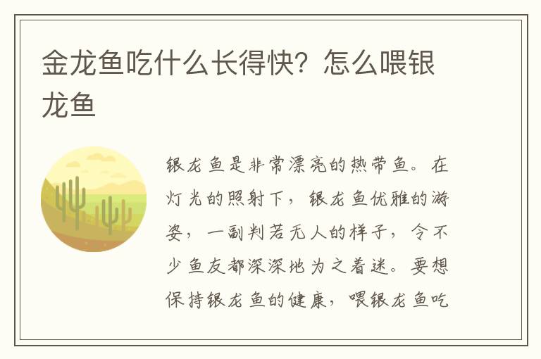 金龙鱼吃什么长得快？怎么喂银龙鱼