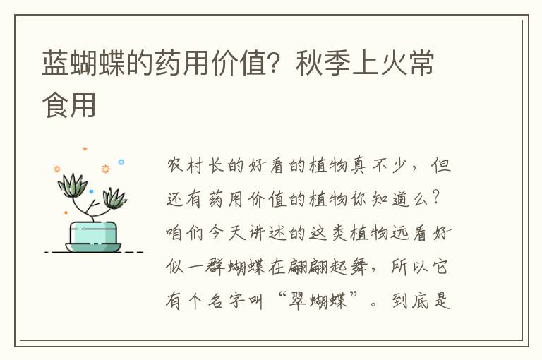 蓝蝴蝶的药用价值？秋季上火常食用