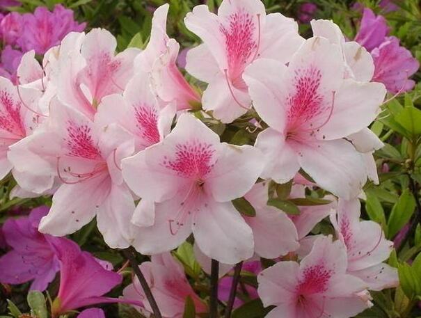 粉色杜鹃花语是什么,坚韧乐观的心态 粉色杜鹃花语是什么,坚韧乐观的心态