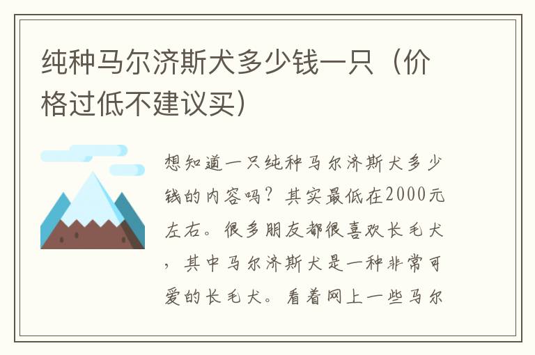纯种马尔济斯犬多少钱一只（价格过低不建议买）