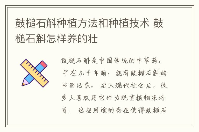 鼓槌石斛种植方法和种植技术 鼓槌石斛怎样养的壮