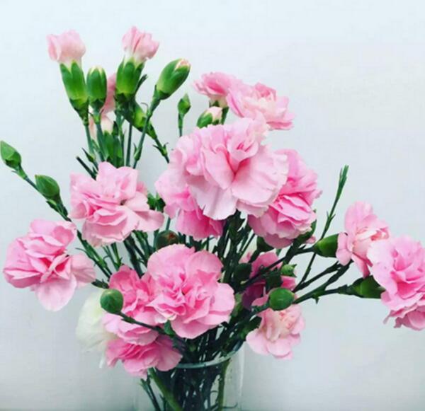 康乃馨花语是什么 康乃馨的花语大全(温馨的祝福) 康乃馨花语是什么 康乃馨的花语大全(温馨的祝福)