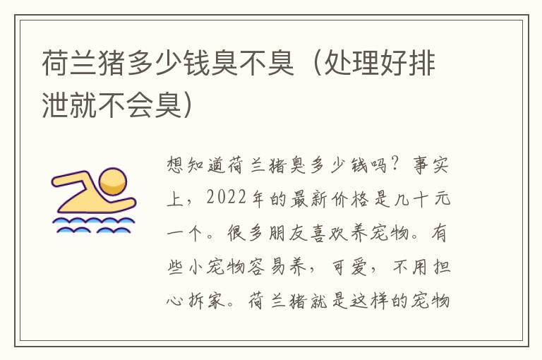 荷兰猪多少钱臭不臭（处理好排泄就不会臭）