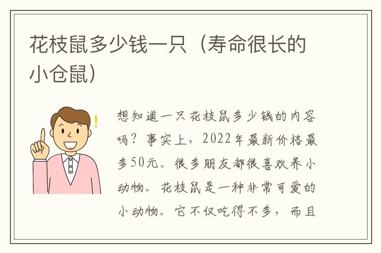 花枝鼠多少钱一只（寿命很长的小仓鼠）