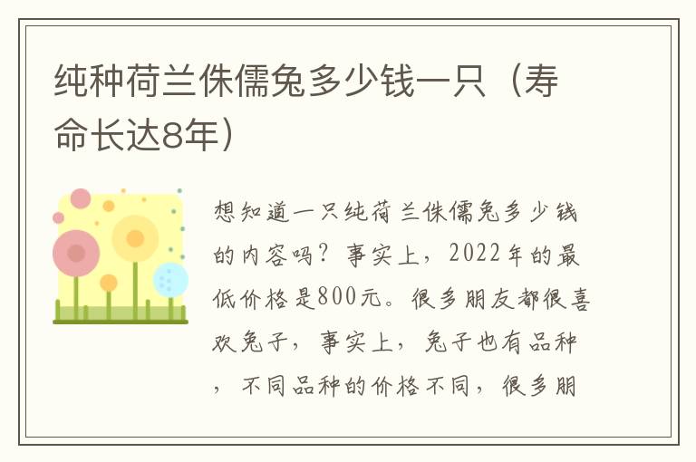 纯种荷兰侏儒兔多少钱一只（寿命长达8年）