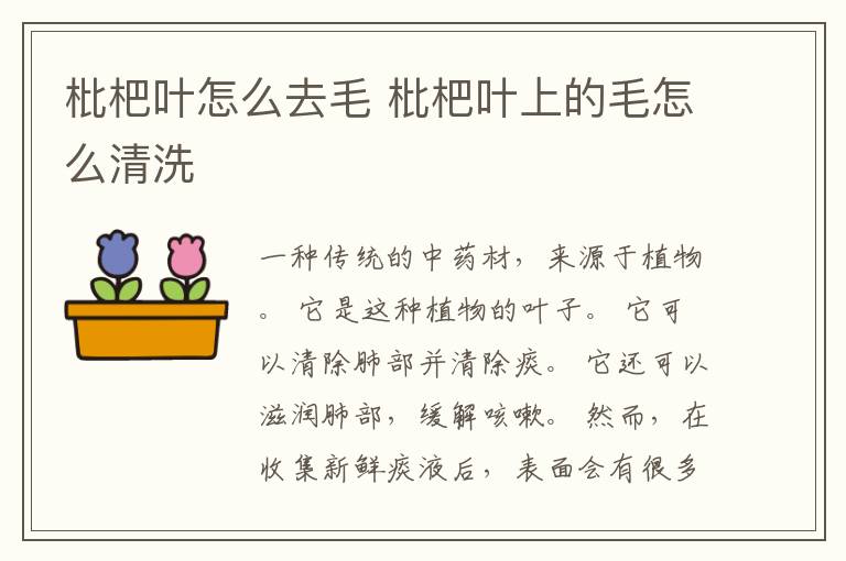 枇杷叶怎么去毛 枇杷叶上的毛怎么清洗