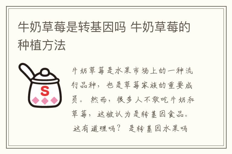 牛奶草莓是转基因吗 牛奶草莓的种植方法