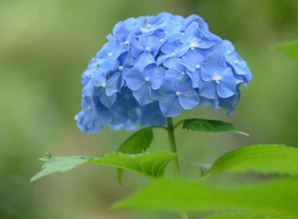 蓝色绣球花花语是什么,浪漫和美满 蓝色绣球花花语是什么,浪漫和美满