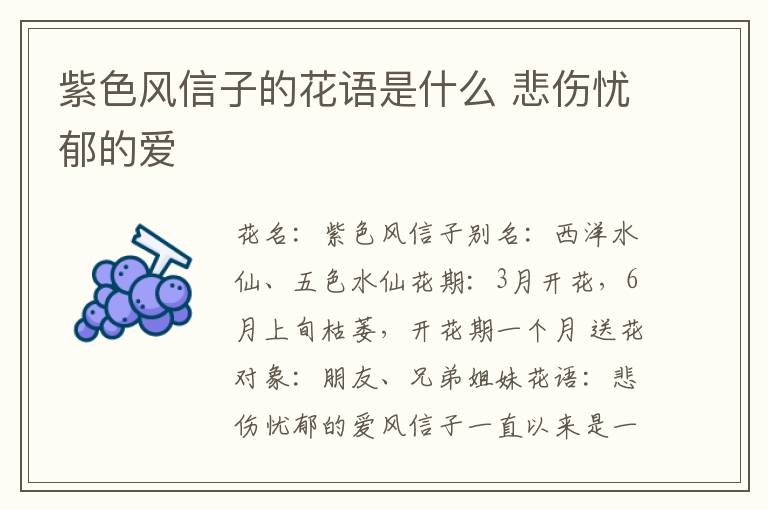 紫色风信子的花语是什么 悲伤忧郁的爱