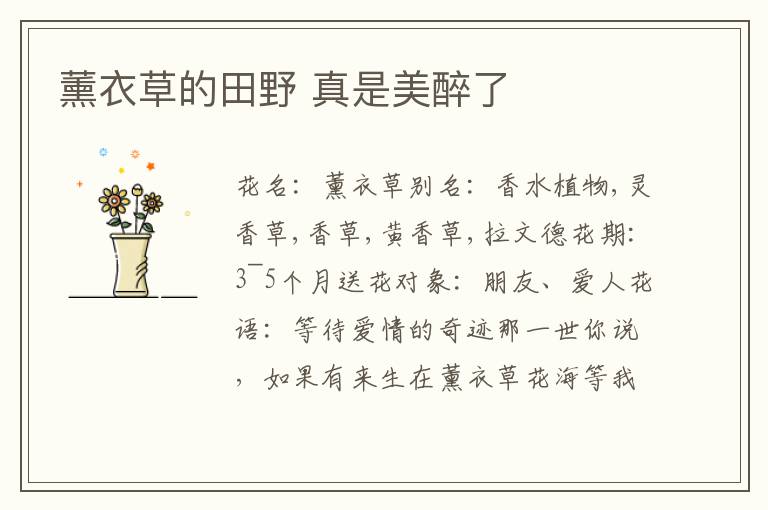 薰衣草的田野 真是美醉了
