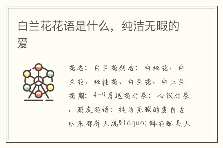 白兰花花语是什么，纯洁无暇的爱