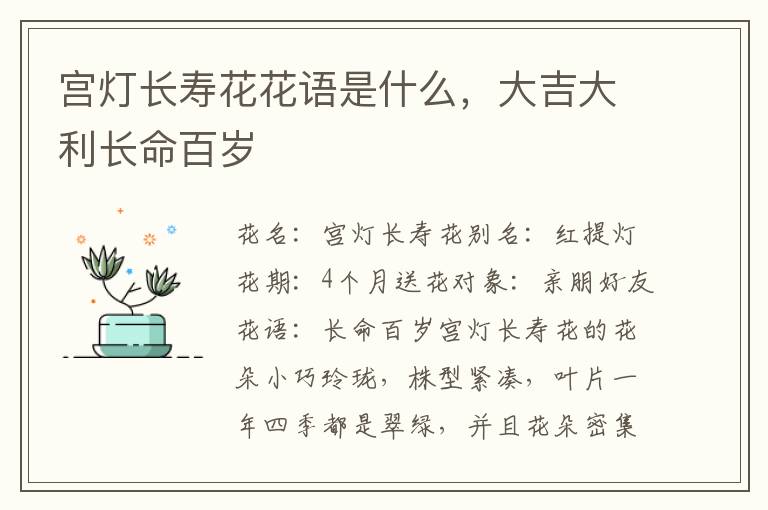 宫灯长寿花花语是什么，大吉大利长命百岁
