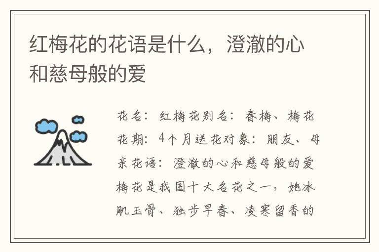 红梅花的花语是什么，澄澈的心和慈母