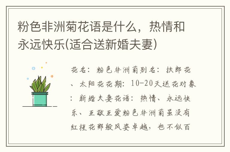 粉色非洲菊花语是什么，热情和永远快乐(适合送新婚夫妻)