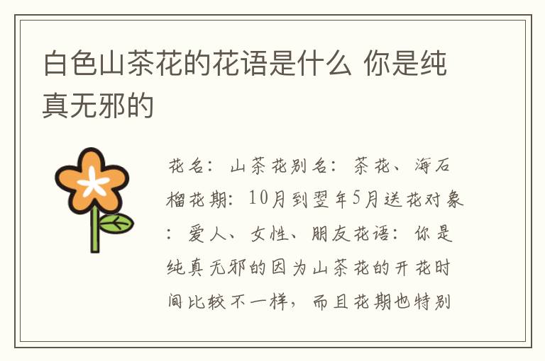 白色山茶花的花语是什么 你是纯真无邪的