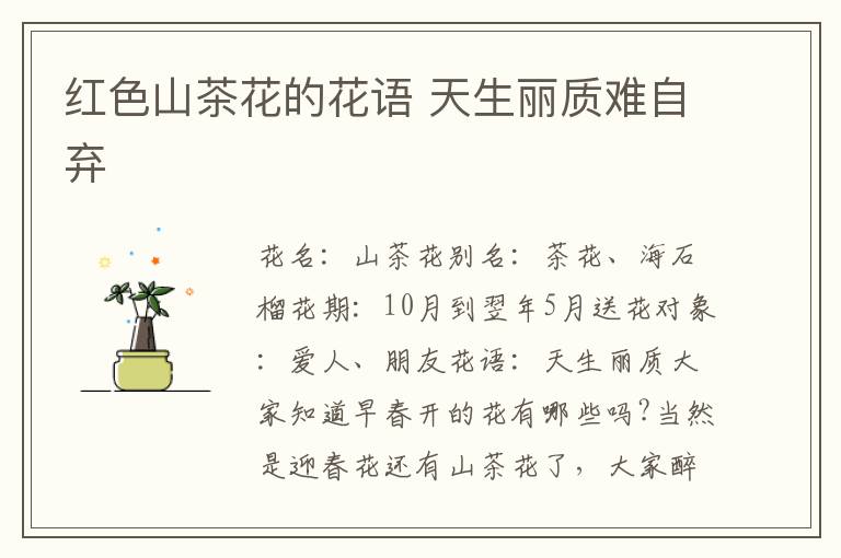 红色山茶花的花语 天生丽质难自弃