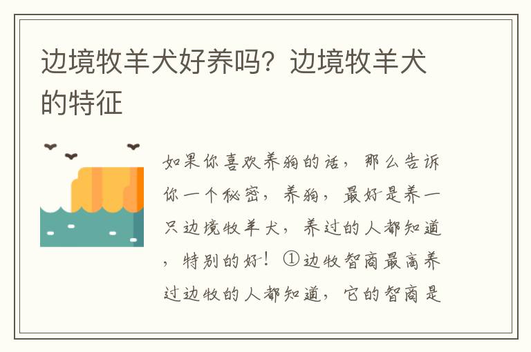 边境牧羊犬好养吗？边境牧羊犬的特征
