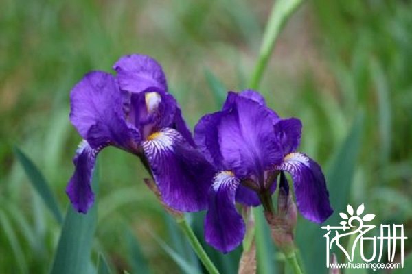 德国鸢尾花的花语,不同花色不同含义 德国鸢尾花的花语,不同花色不同含义