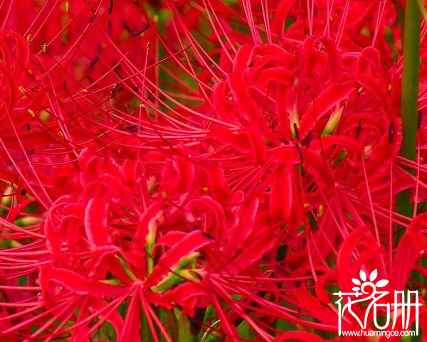 曼珠沙华花语是什么,代表优美纯洁的爱情 曼珠沙华花语是什么,代表优美纯洁的爱情