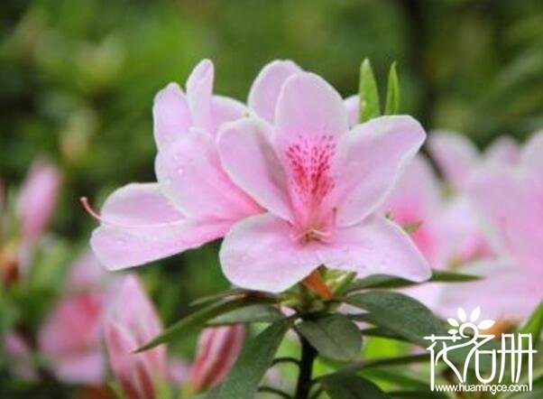 粉色杜鹃花语是什么,坚韧乐观的心态 粉色杜鹃花语是什么,坚韧乐观的心态