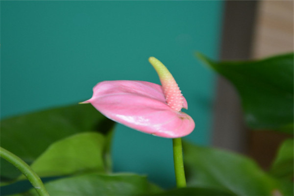 粉掌花语是什么,对爱情的向往 粉掌花语是什么,对爱情的向往