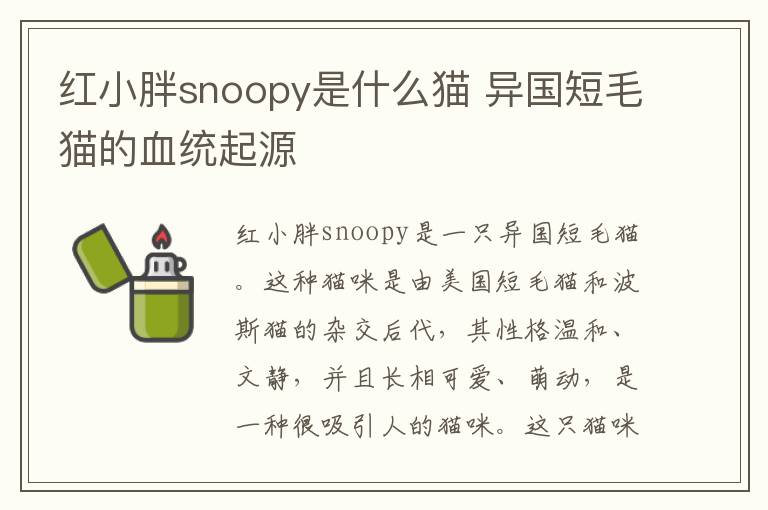 红小胖snoopy是什么猫 异国短毛猫的血统起源