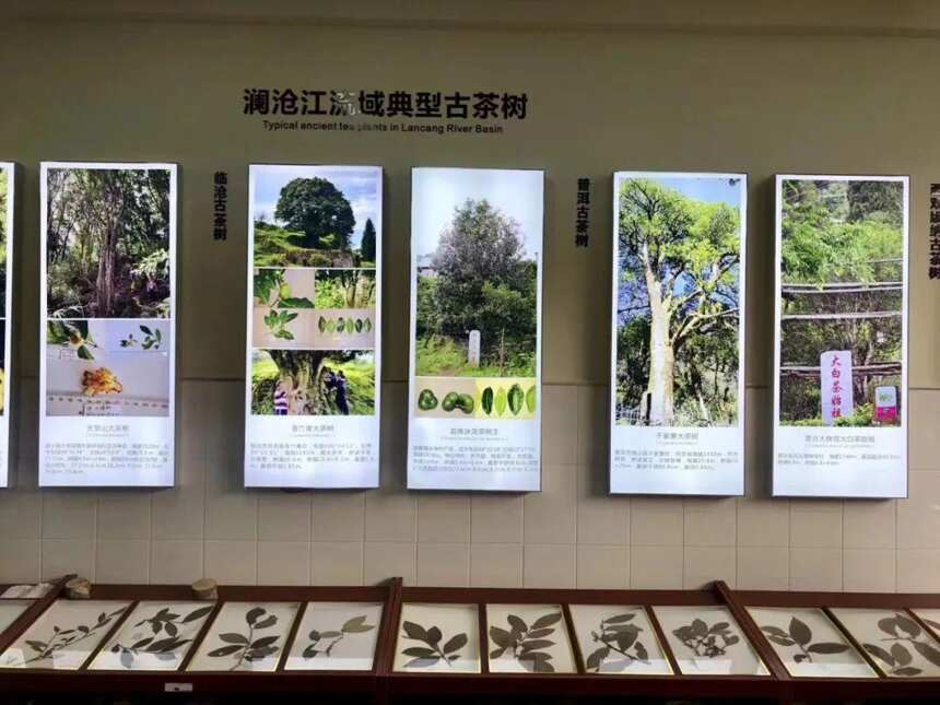 品鉴普洱茶的基本技巧，让你秒懂普洱茶「下」