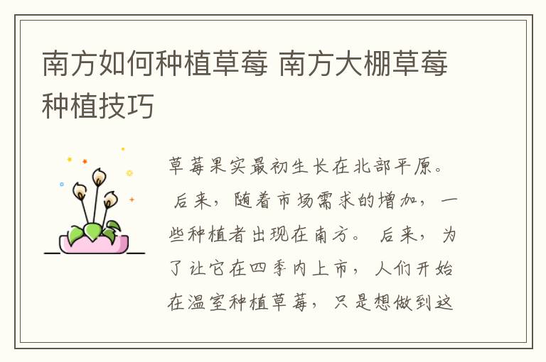 南方如何种植草莓 南方大棚草莓种植技巧